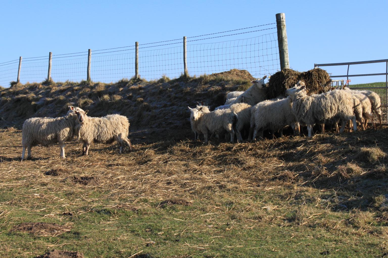 Sheep wales farm