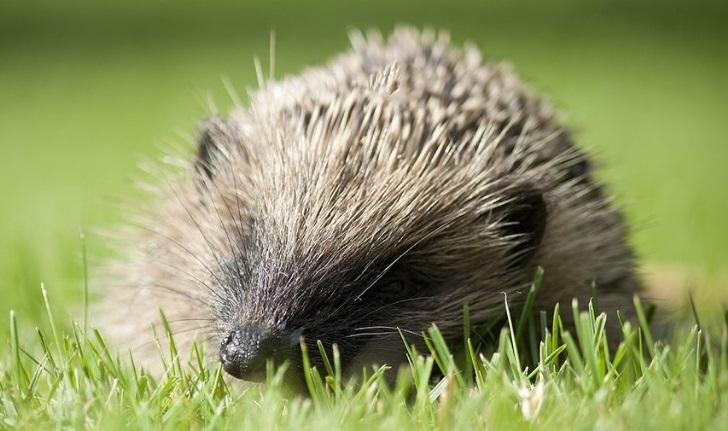 Hedgehogs are among those mammals under threat