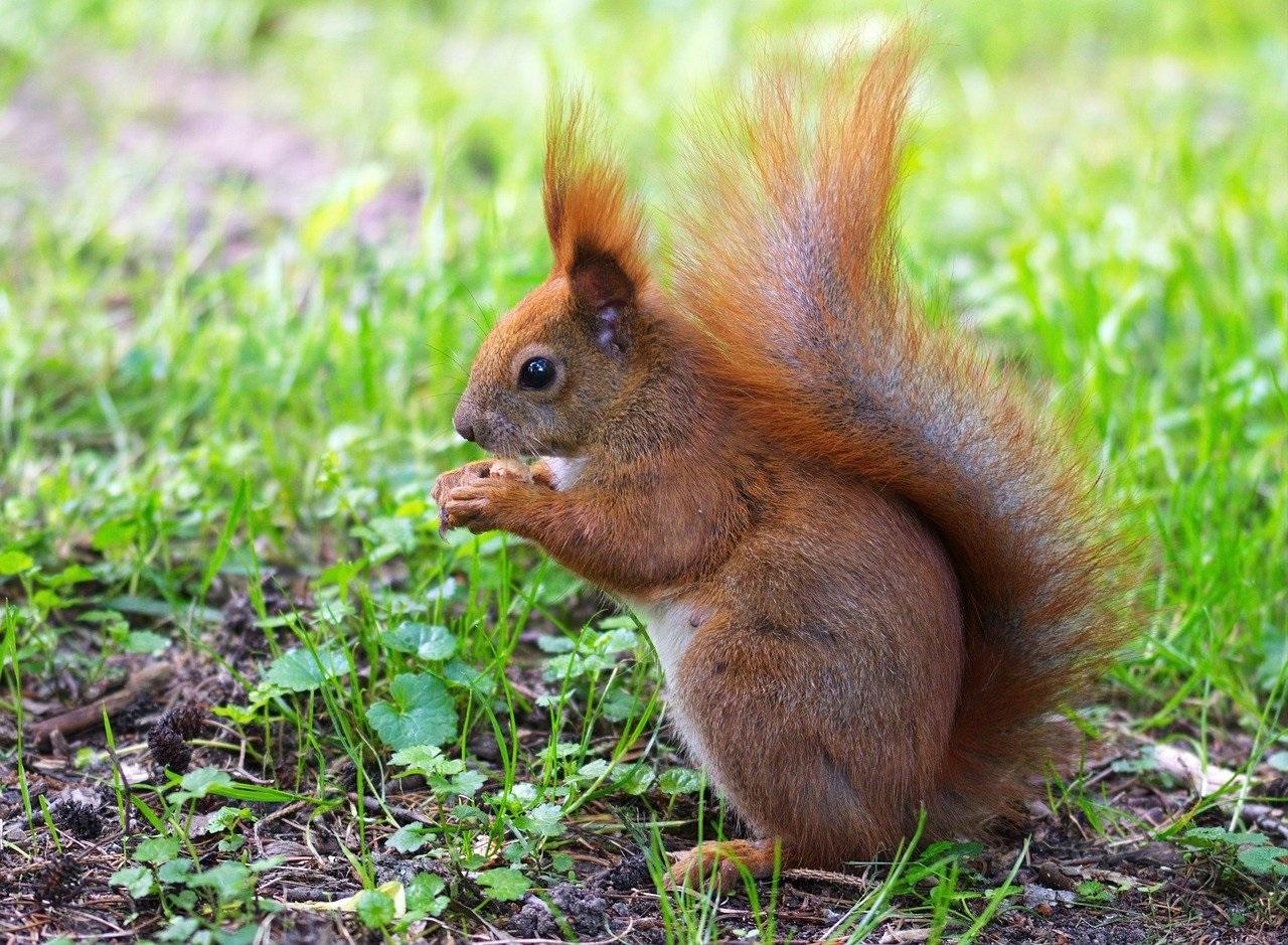 red squirrel picture pixabay