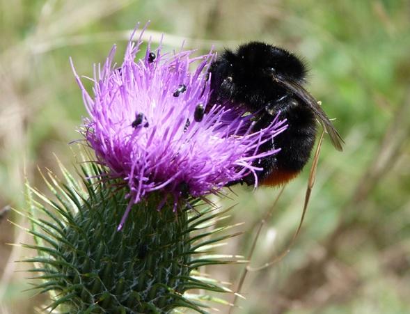A redtailed bumblebee  Picture: John Redhead