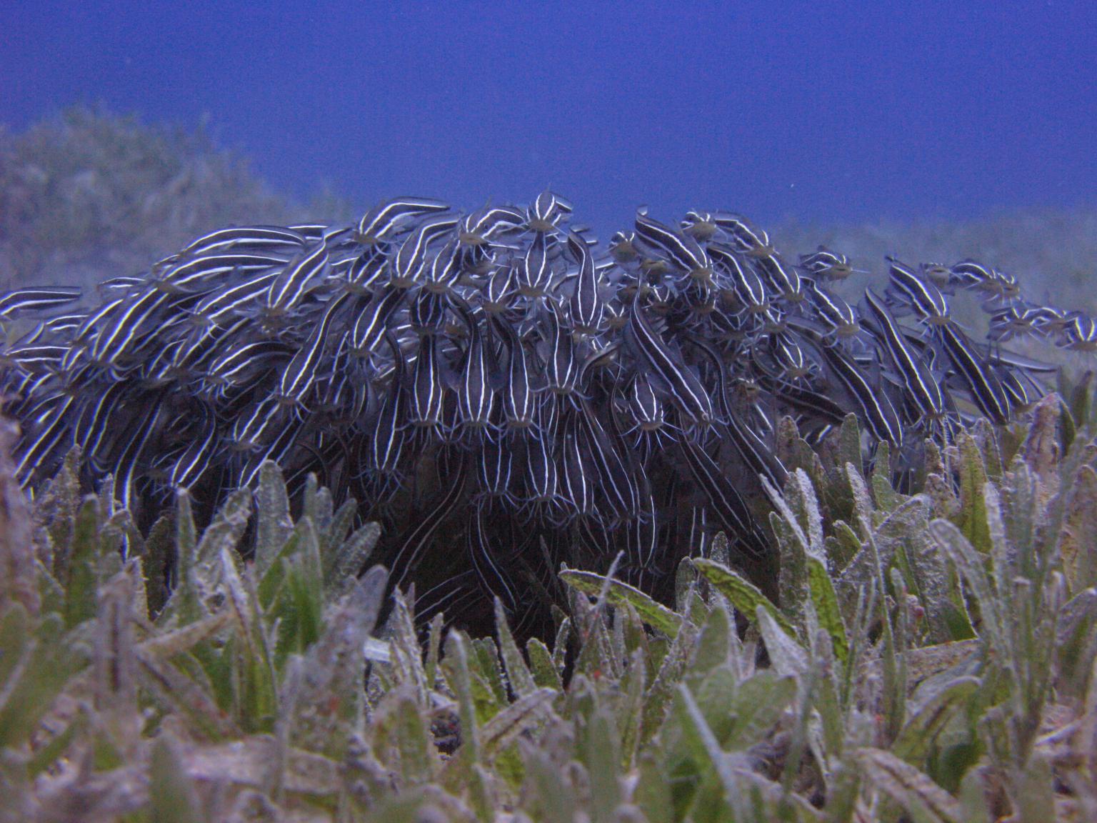 Striped eel catfish   Picture: Tim Sheerman-Chase CC by 2.0