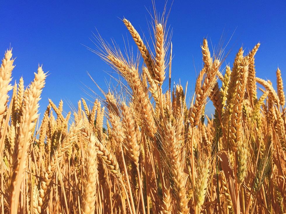 A wheat field