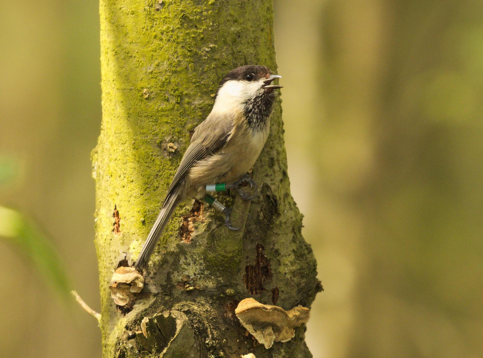 Willow tit   Picture: Wayne Parry