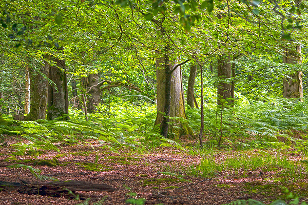 Woodland in England