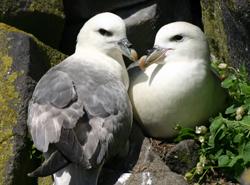 Fulmars on the Isle of May