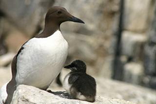 Guillemot and chick on the Isle of May