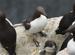 Guillemots and a chick on the Isle of May