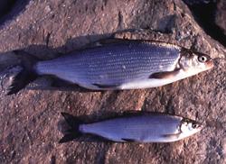 Male and female schelly fish from Haweswater