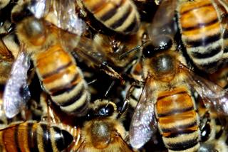 Honeybees, image by Shutterstock
