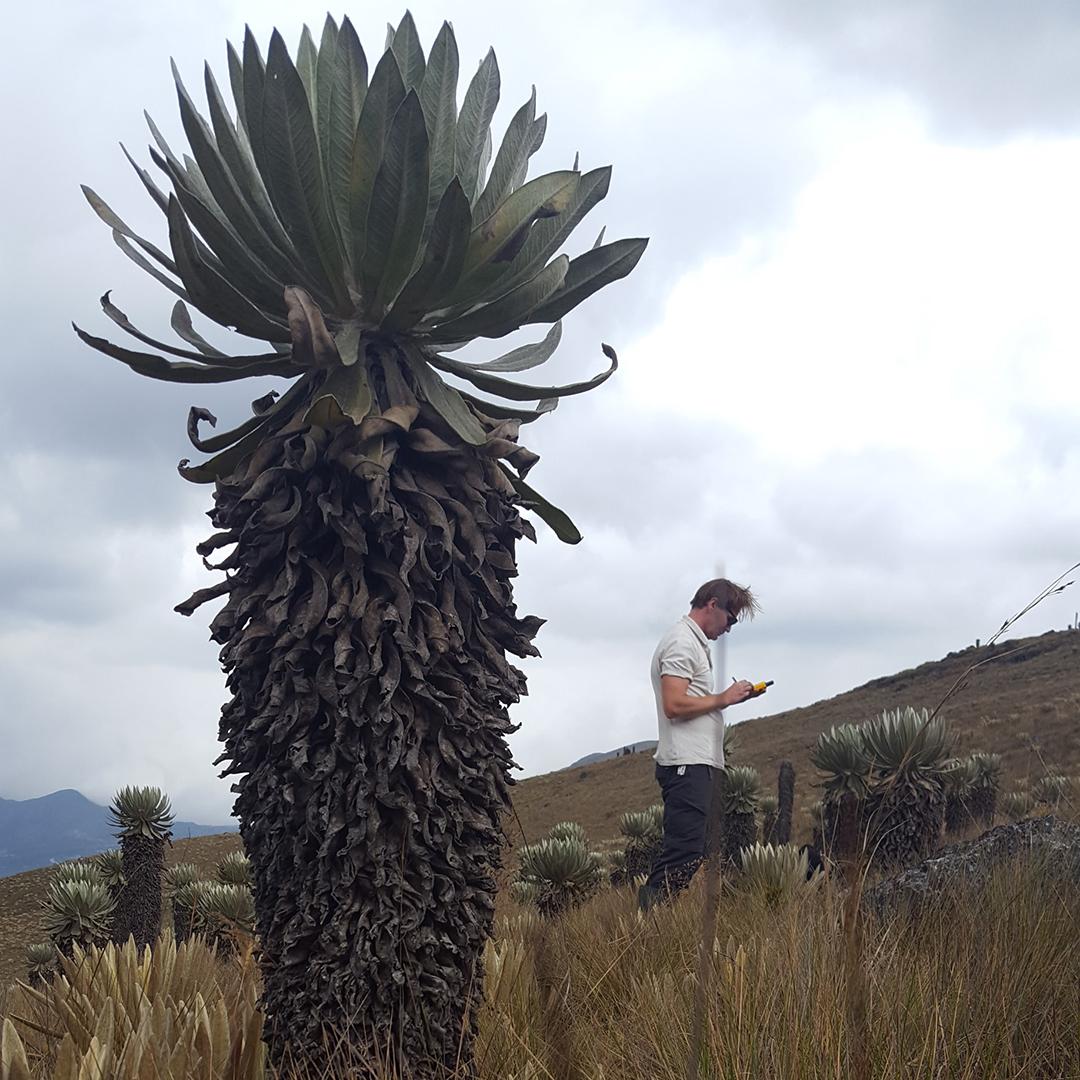 Espeletia plant in the paramo