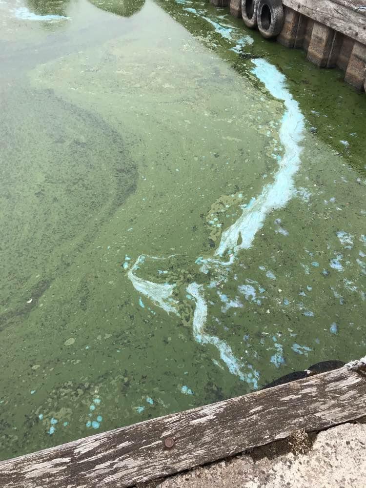 Blue-green algae at Loch Leven 16 June 2020