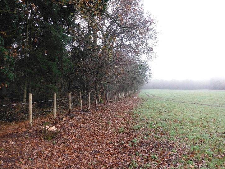 Woodland and grassland separated by a fence