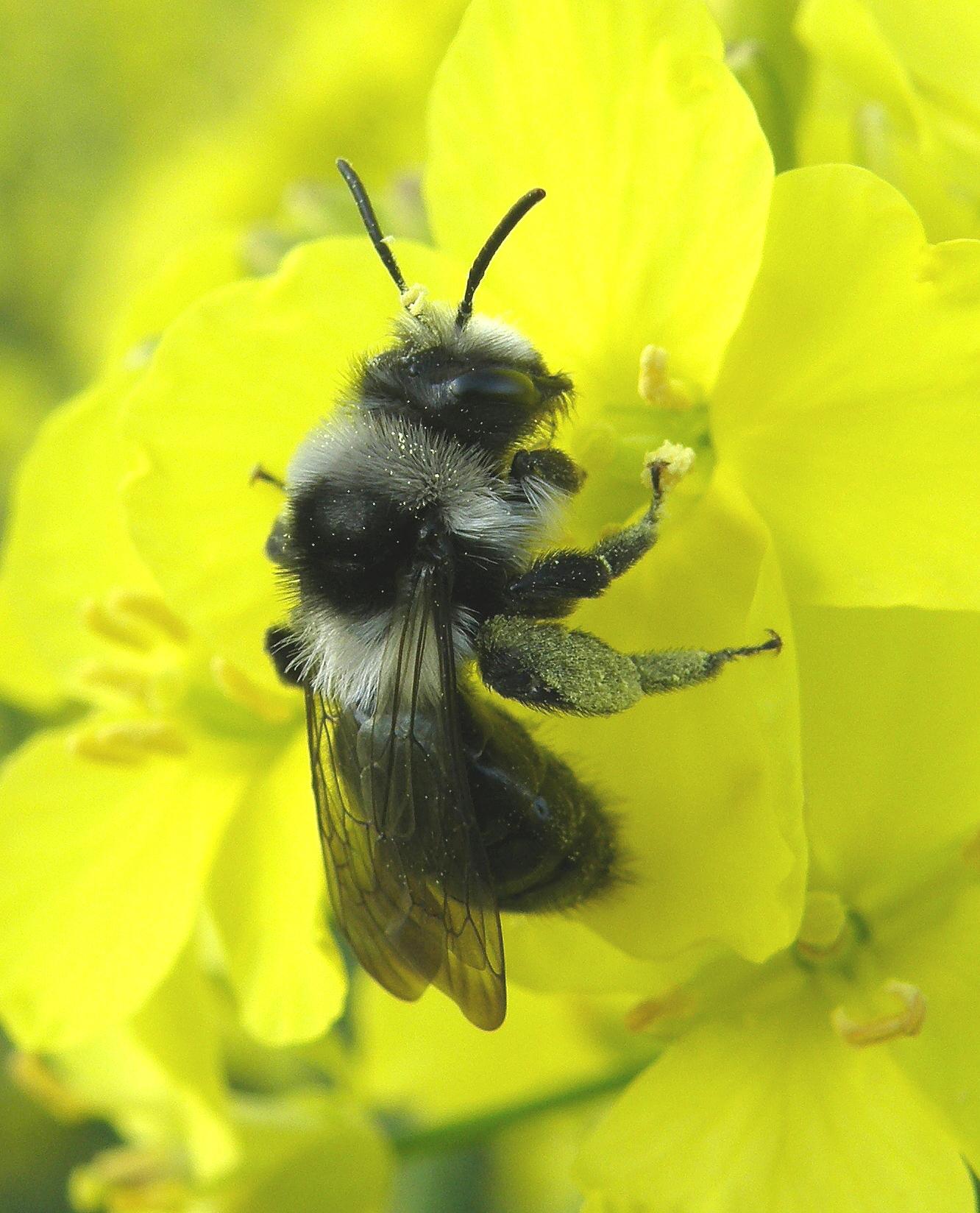 Andrena cineraria (Ashy Mining Bee)  Picture: Steven Falk