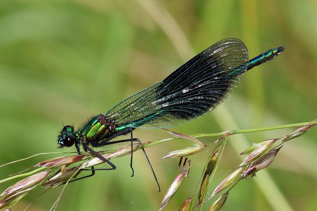 Calopteryx splendens (banded demoiselle)  Picture: Charles J Sharp [CC BY-SA 3.0]