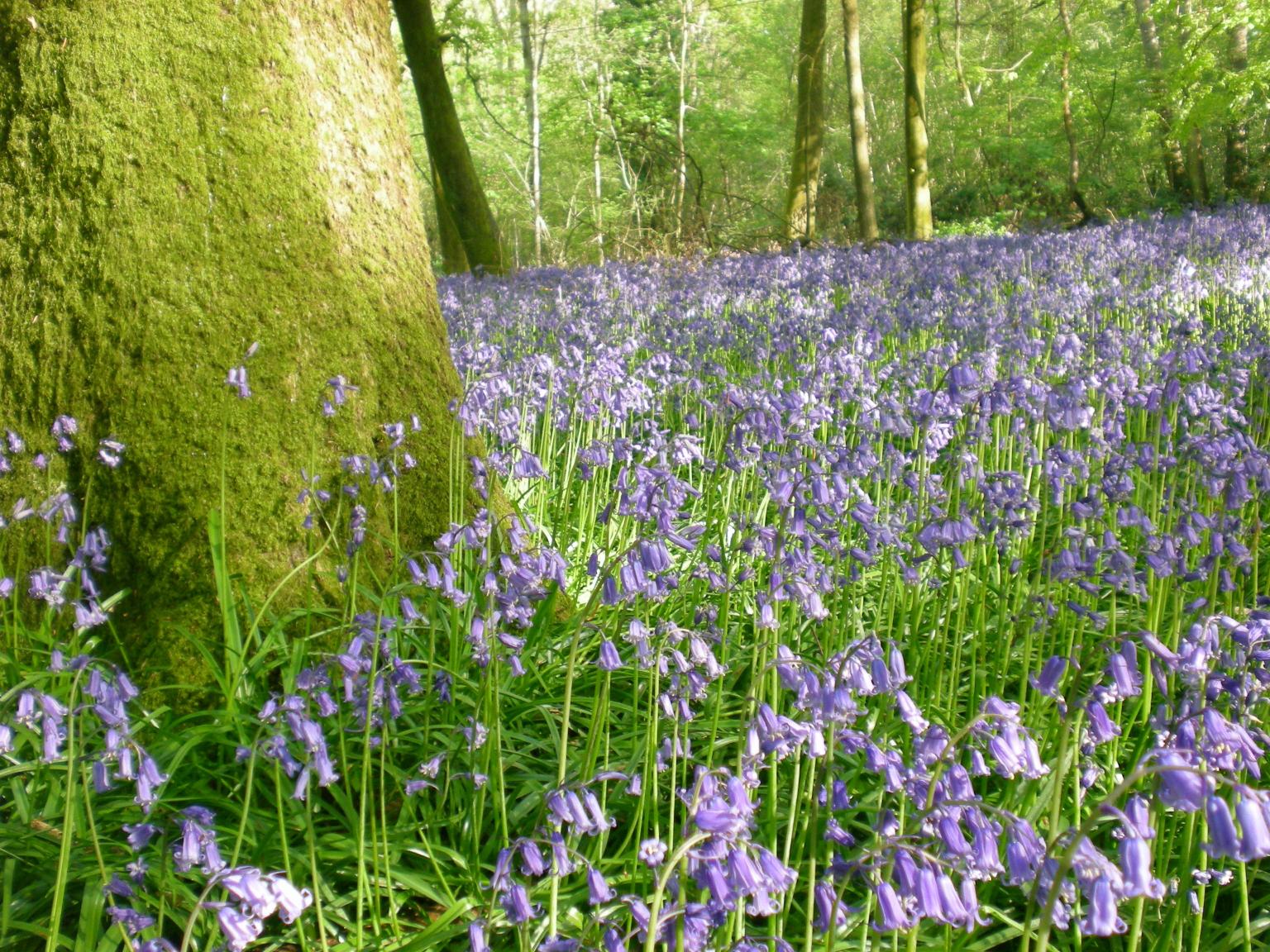 Bluebells   Picture Beth Newman-Plantlife