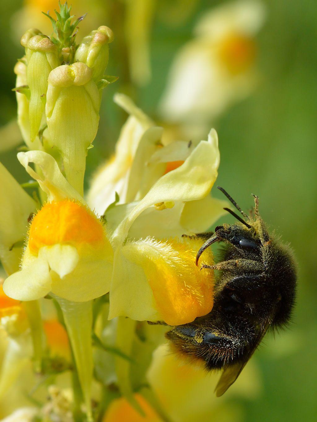 Bombus ruderarius (Red-shanked carder bee) Photo: Ivar Leidus