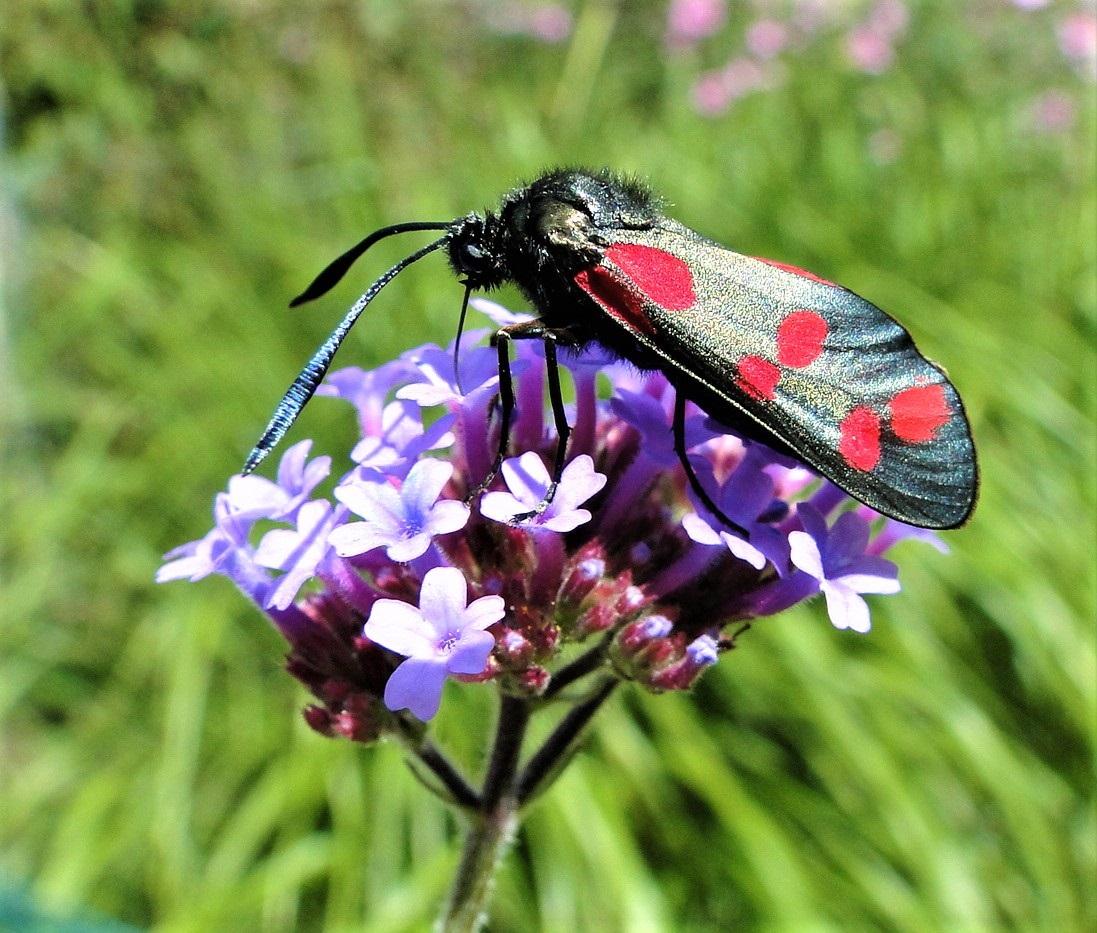 A Burnet moth visiting Verbena bonariensis CREDIT RHS