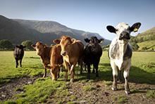 Cows in Snowdonia
