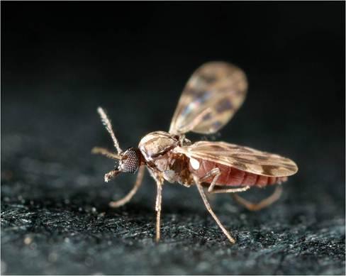 Culicoides imicola, biting midge