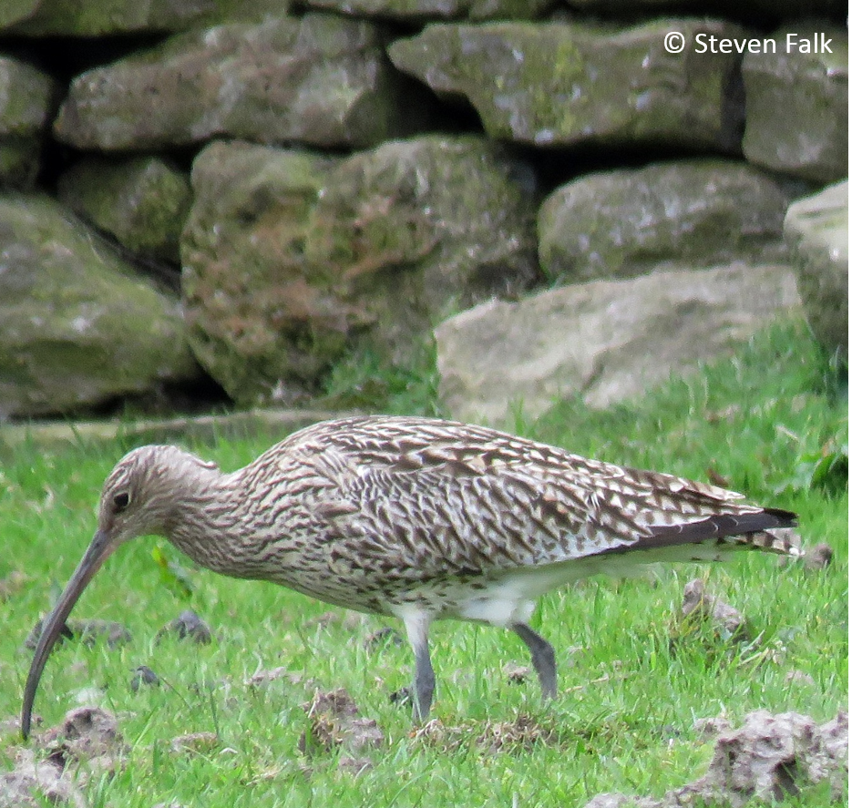 Curlew © Steven Falk