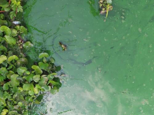 Cyanobacteria and water hyacinth in India