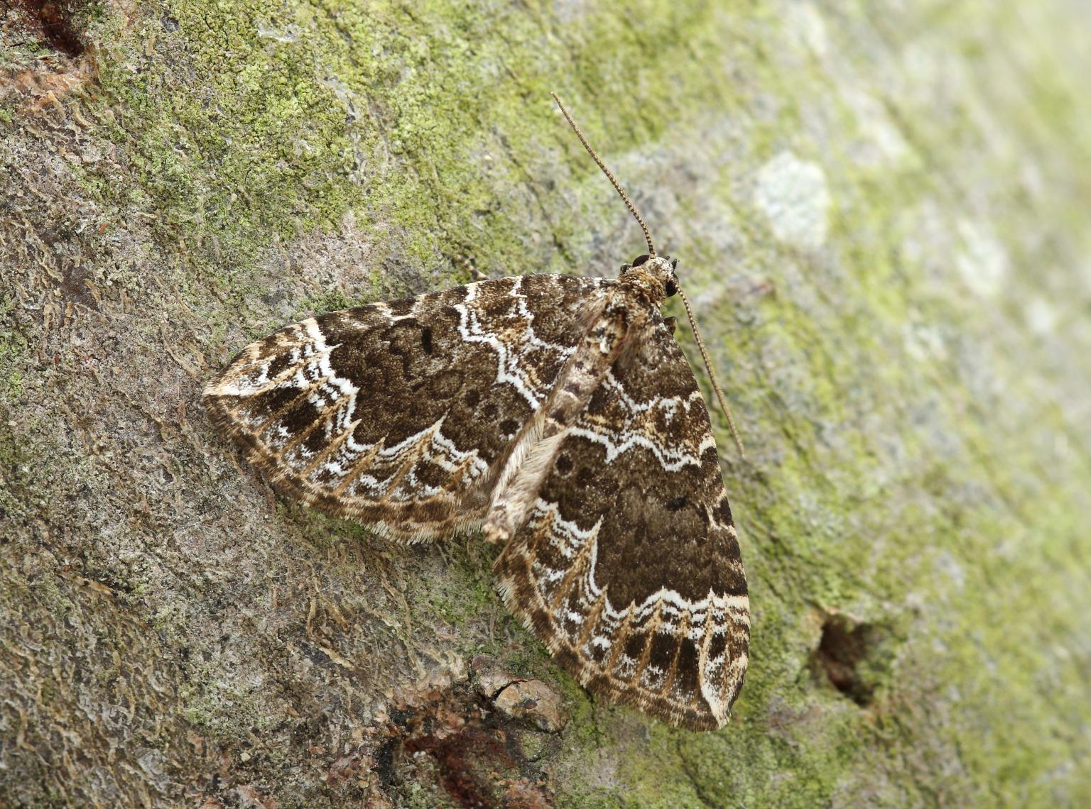 Devon Carpet moth    Picture: Patrick Clement
