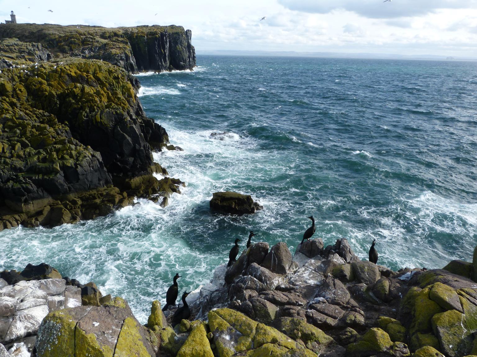 European shags on Isle of May Photo: Mark Newell