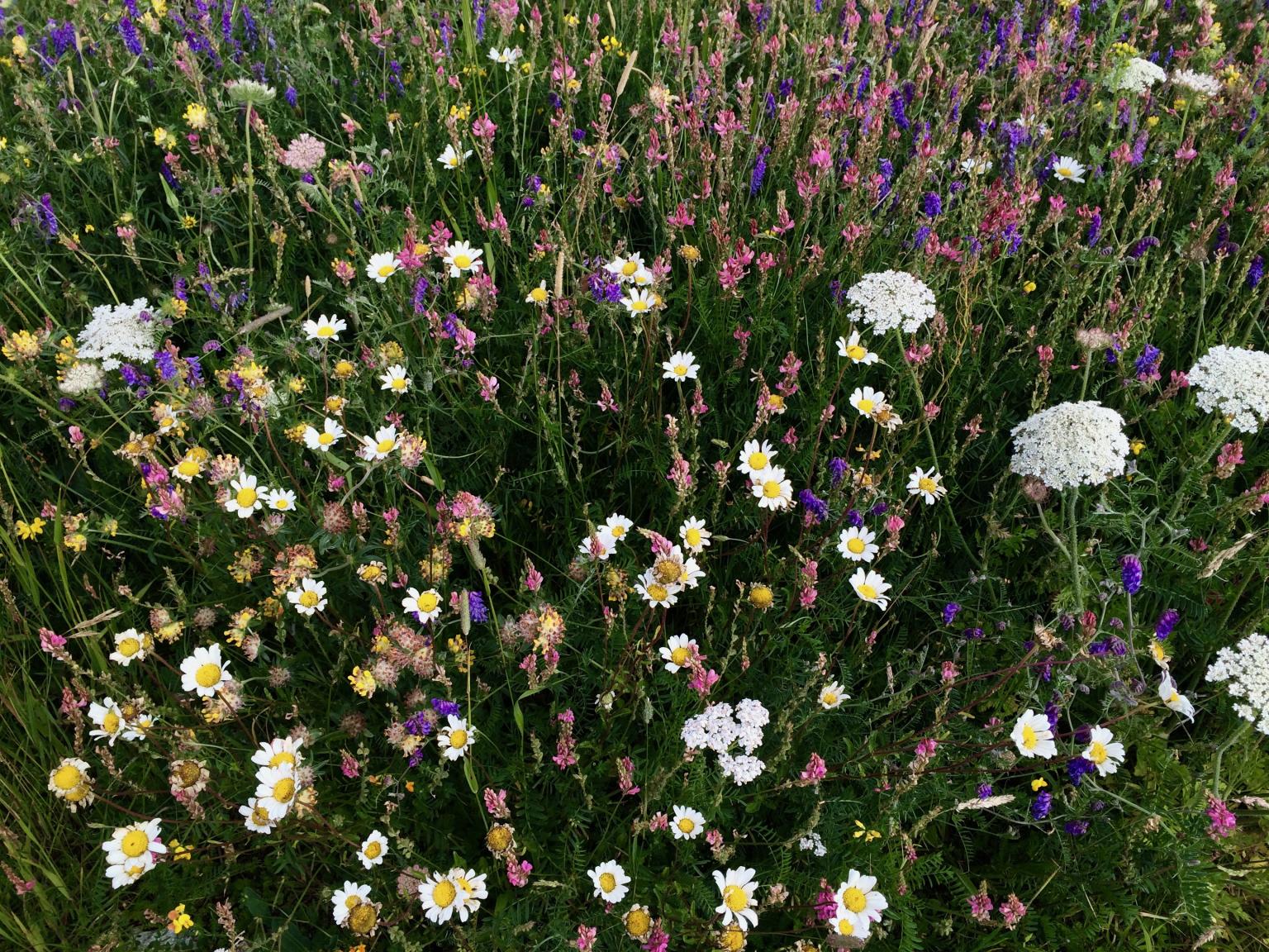 Wildflowers can flourish on chalk grassland 