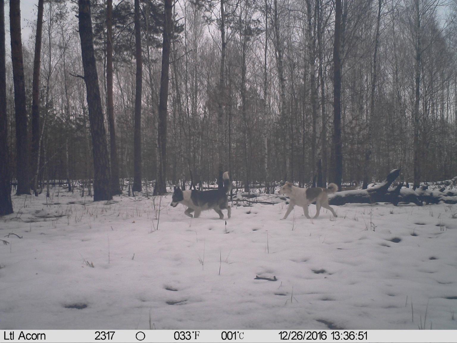 Feral dogs in a snowy forest