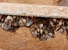 Quagga mussels