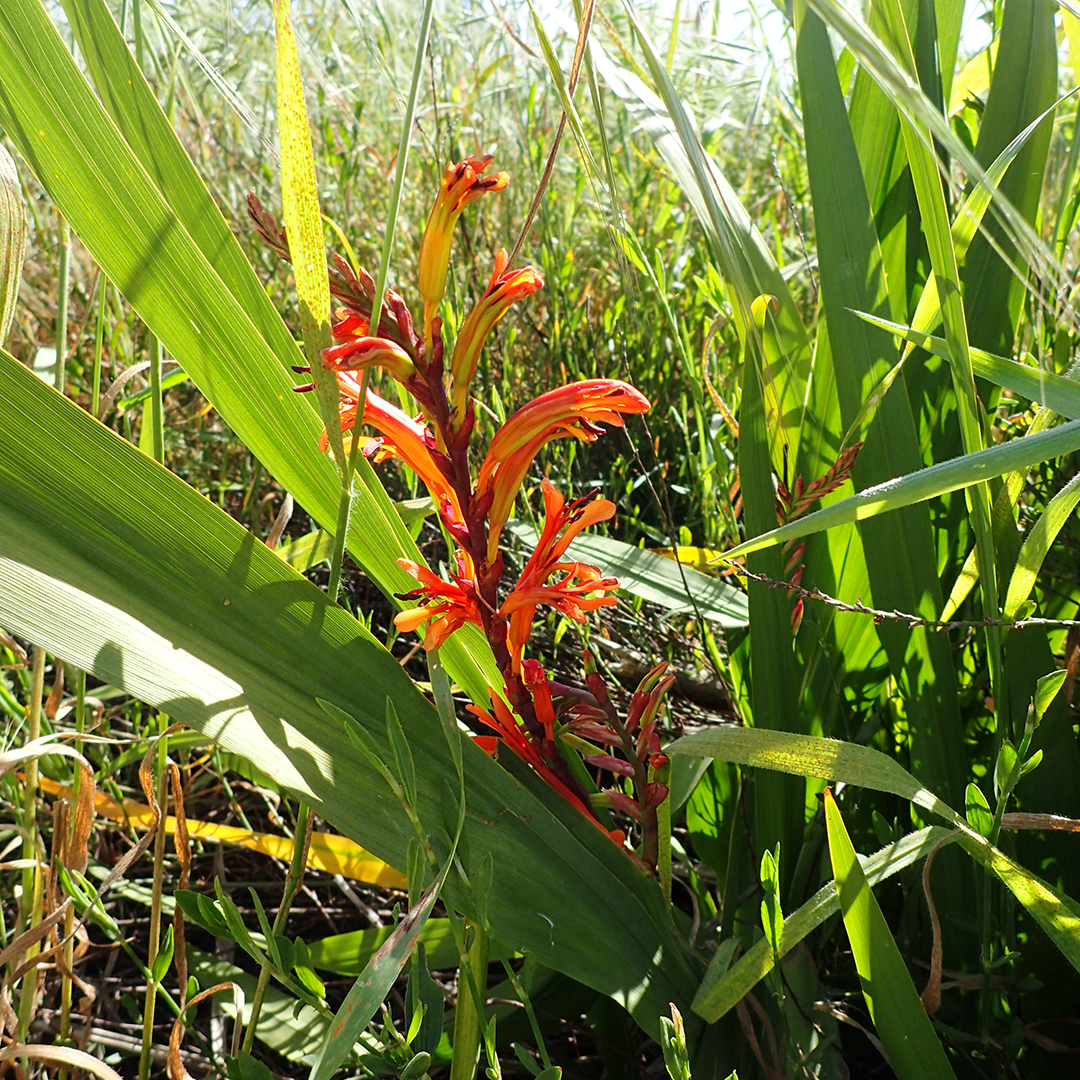 Small Cobra lily plant