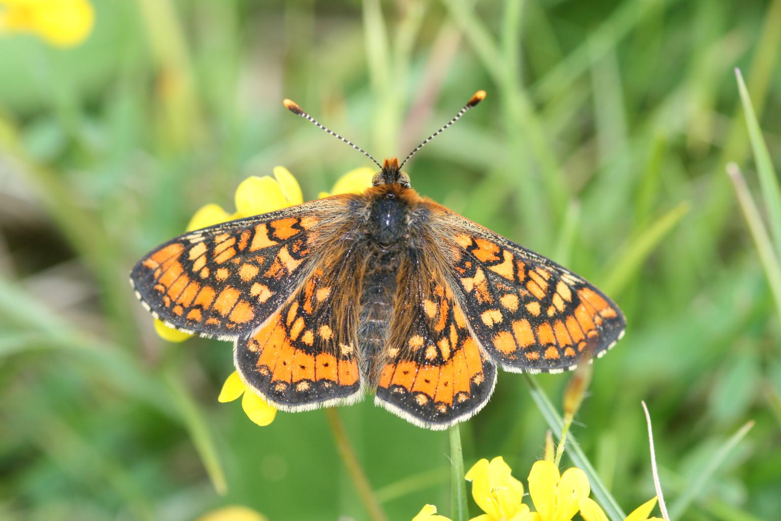 Marsh fritillary (Euphydryas aurinia) is a threatened species across Europe due to loss of habitat   Picture: Martin Warren