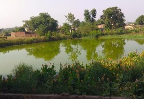 Ibrahimpur pond