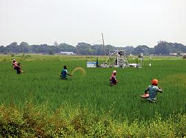 Spreading urea fertiliser on a field at the National Rice Research Institute in Cuttack, India