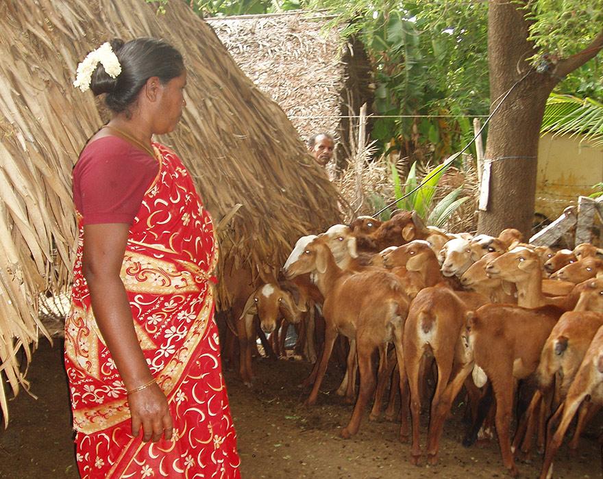 Smallholder farmer and sheep in India