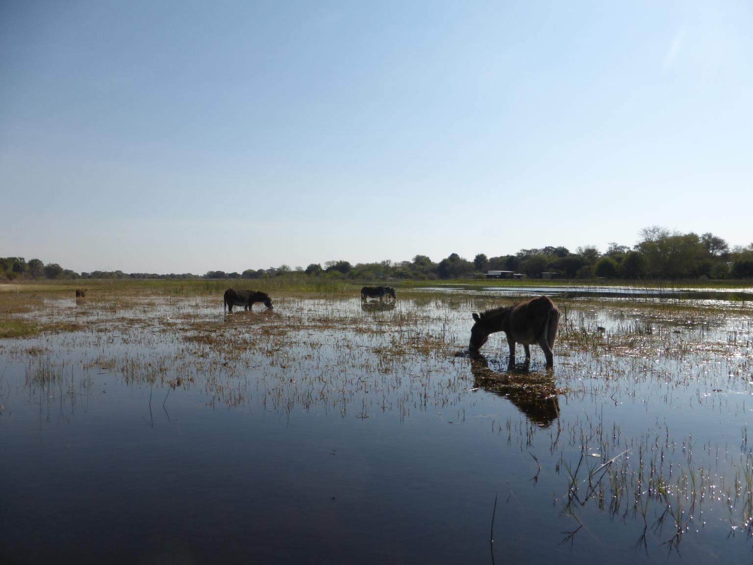 Donkeys grazing in the shallow waters of the Okavango Delta, Botswana