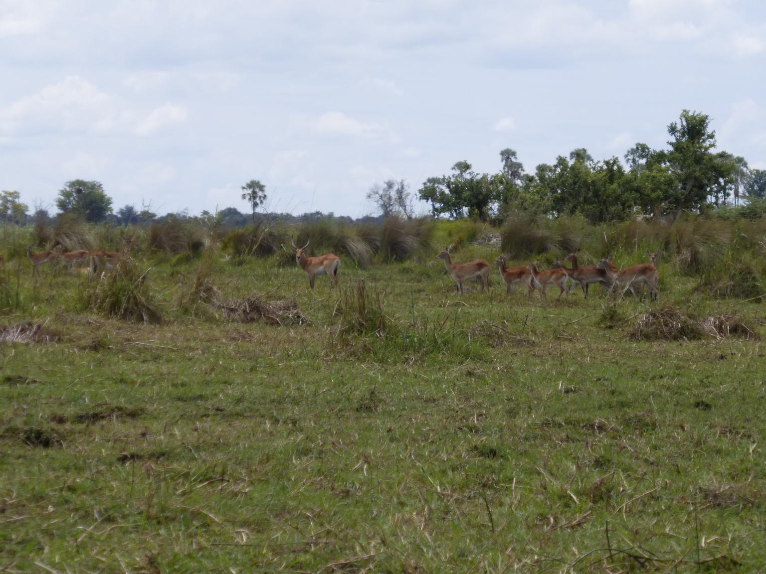 Impalas grazing in a floodplain during the dry season