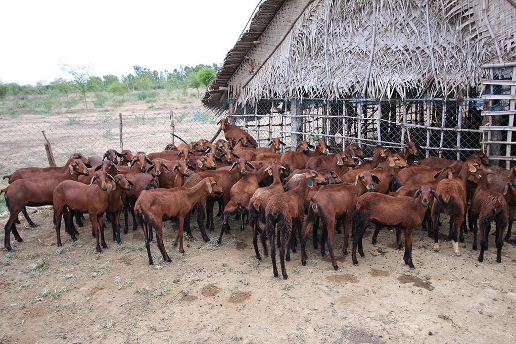 Sheep beside housing, farm in India