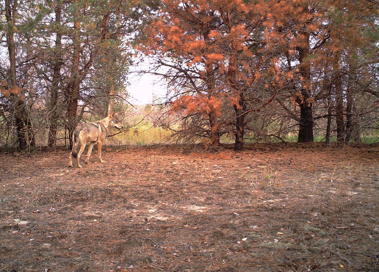 A wolf in the burnt area of the Red Forest after the 2016 fires   Picture: https://www.ceh.ac.uk/redfire