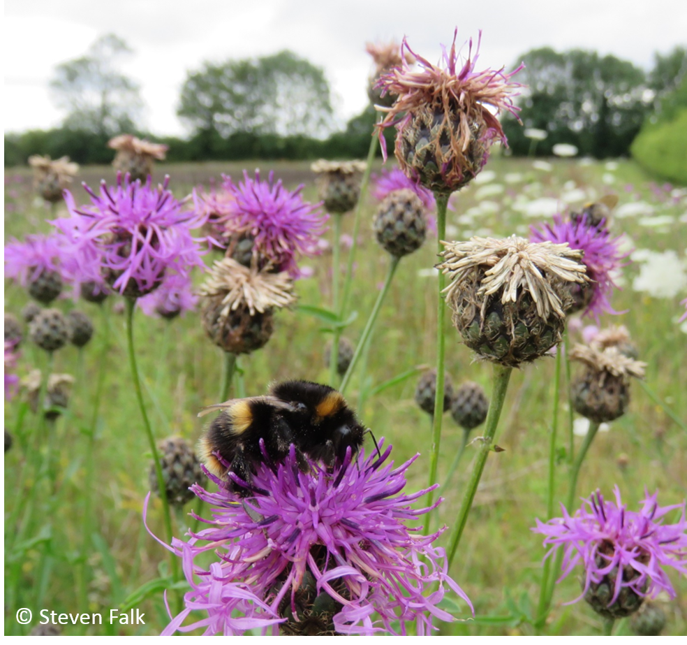 Bombus terrestris queen on greater knapweed. © Steven Falk