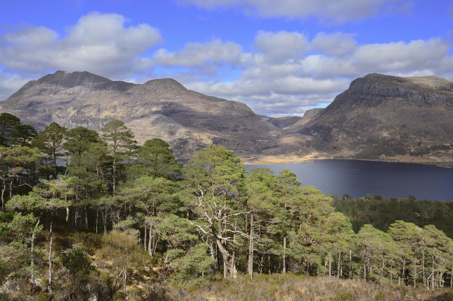 Scots pines at Beinn Eighe National Nature Reserve ©Lorne Gill SNH