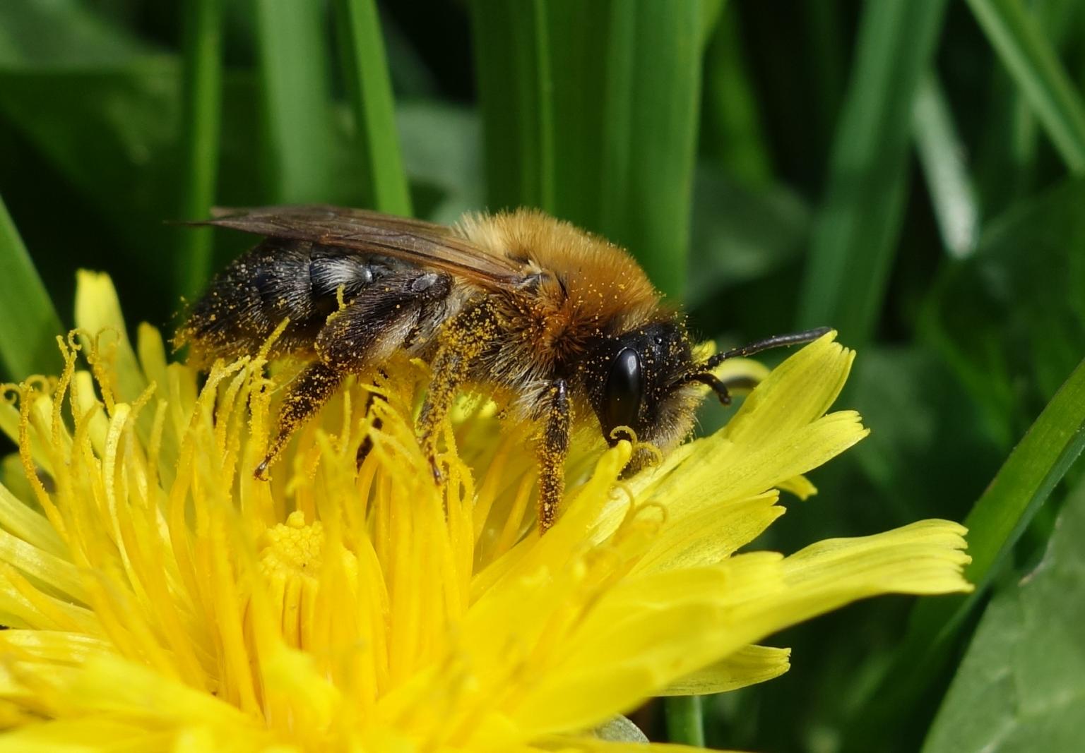 Solitary bee on Dandelion Picture: Nadine Mitschunas