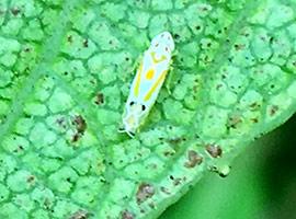 The tiny endemic leafhopper Chlorita Edithae on St Helena