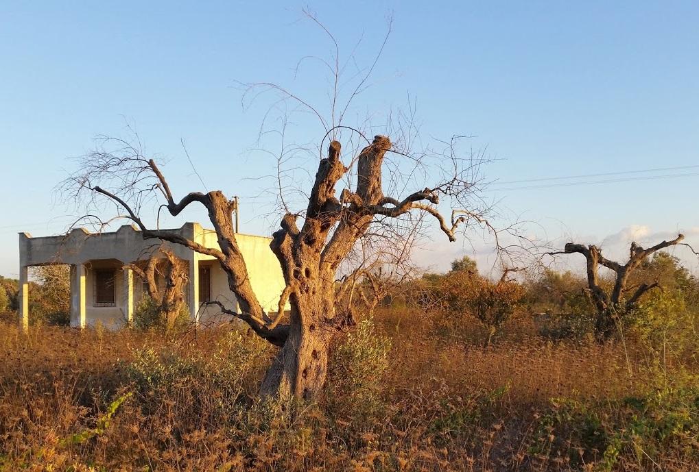 Xylella damage olive tree  Pic: Steven White