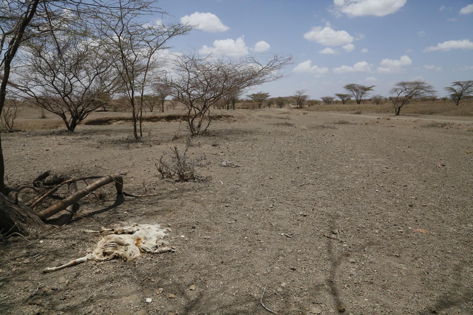 Animal remains on a dry river bed in Kenya