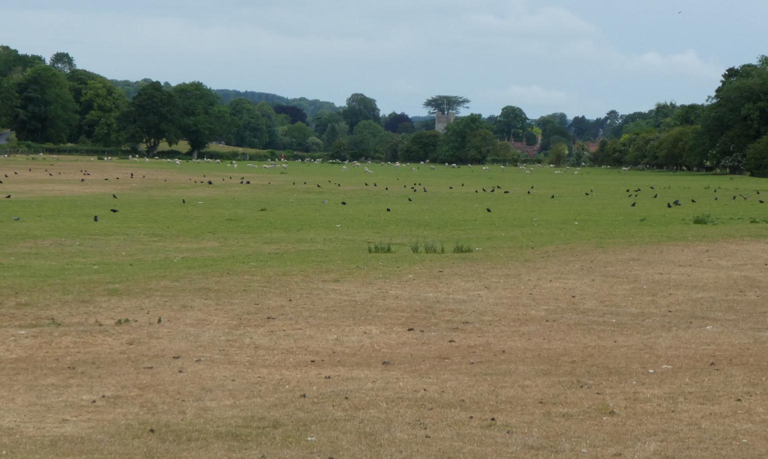 Hambledon Valley browning grass 