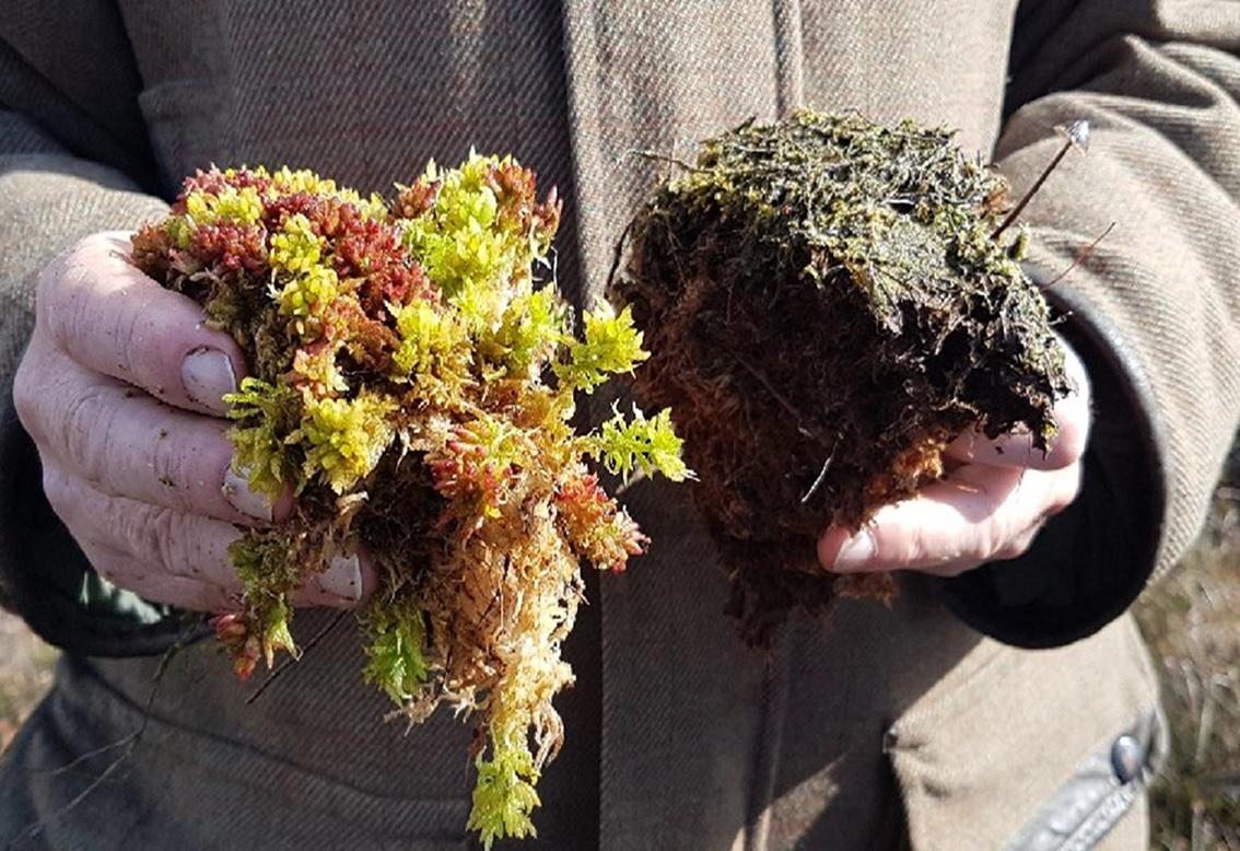 Healthy and decomposing Sphagnum moss