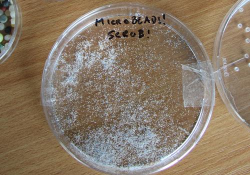 Microbeads from a cosmetic scrub