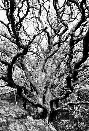 Black and white image of an oak tree