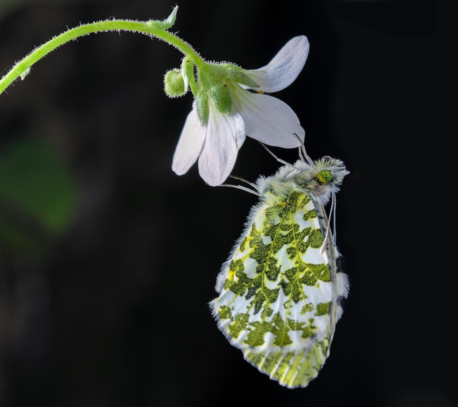 Orange tip butterfly    Picture: Pixabay